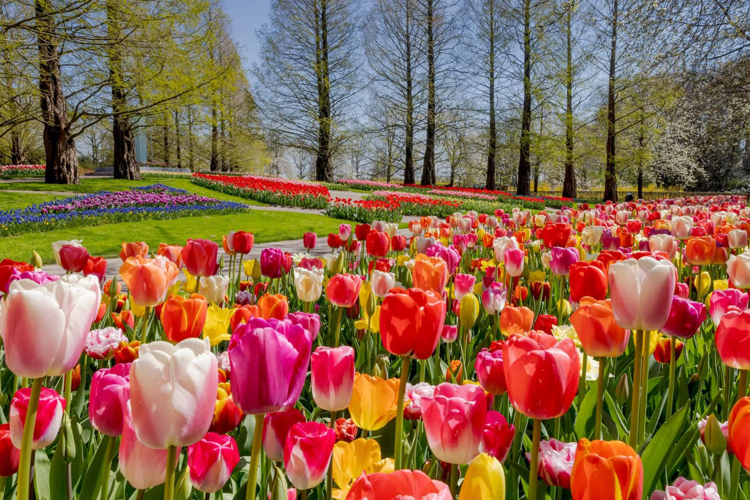 Spring Tulips