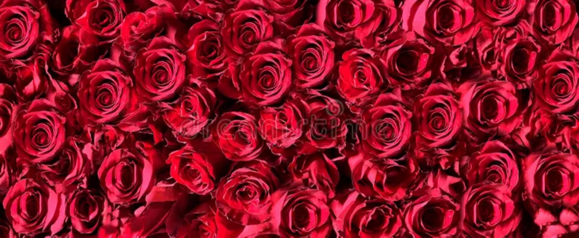 Red Rose Day  June 12th