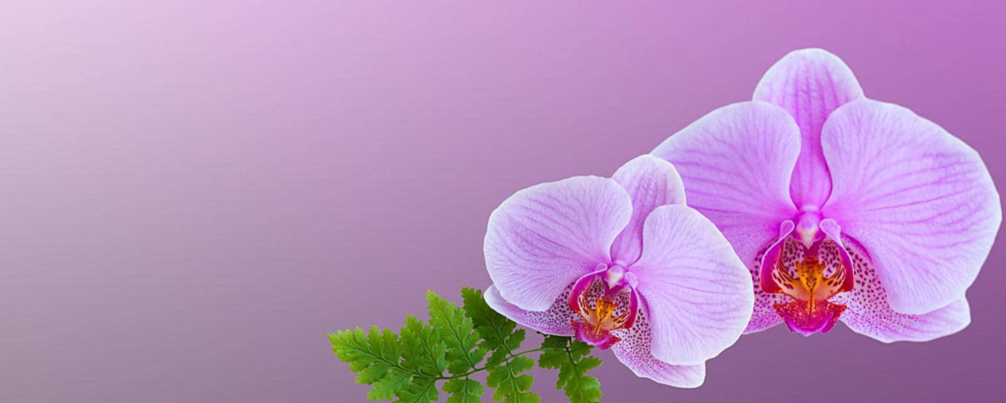 Orchids