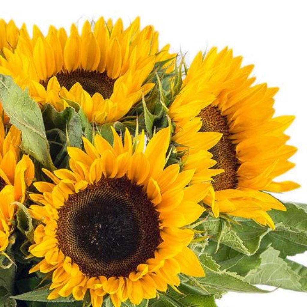 Back-to-School Flowers