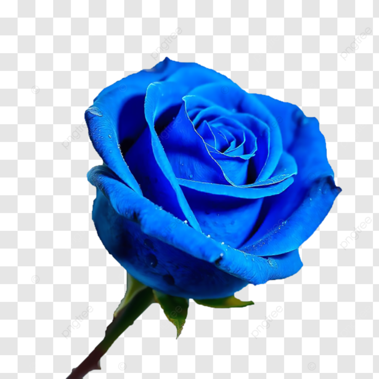 Blue Roses