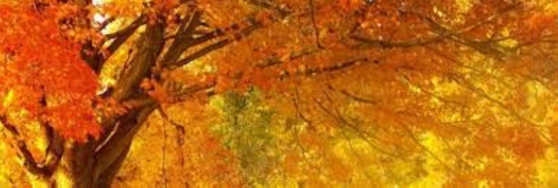 Fall
