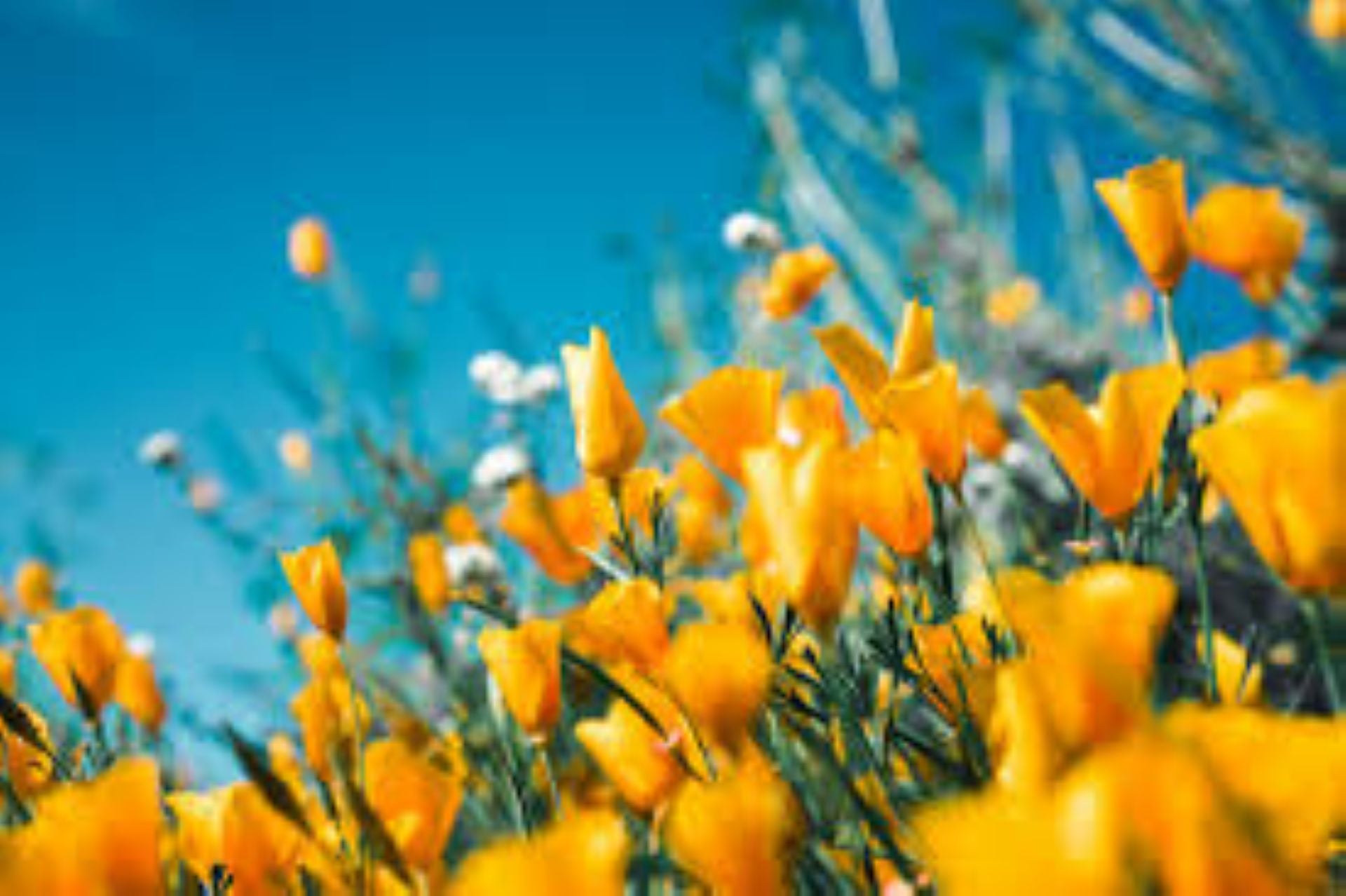 Monthly Flower Subscription