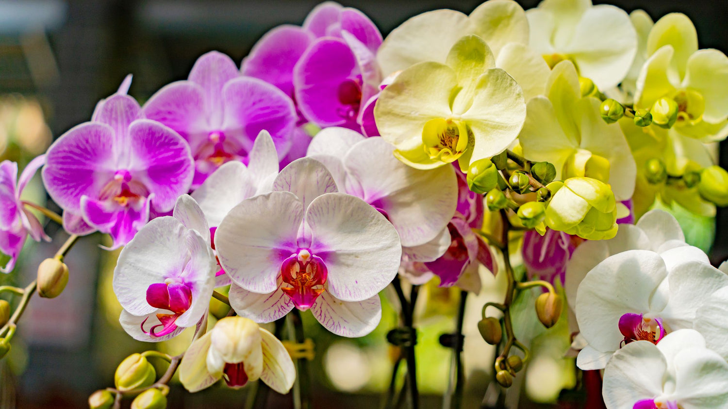 North Star Blooms Luxury Collection