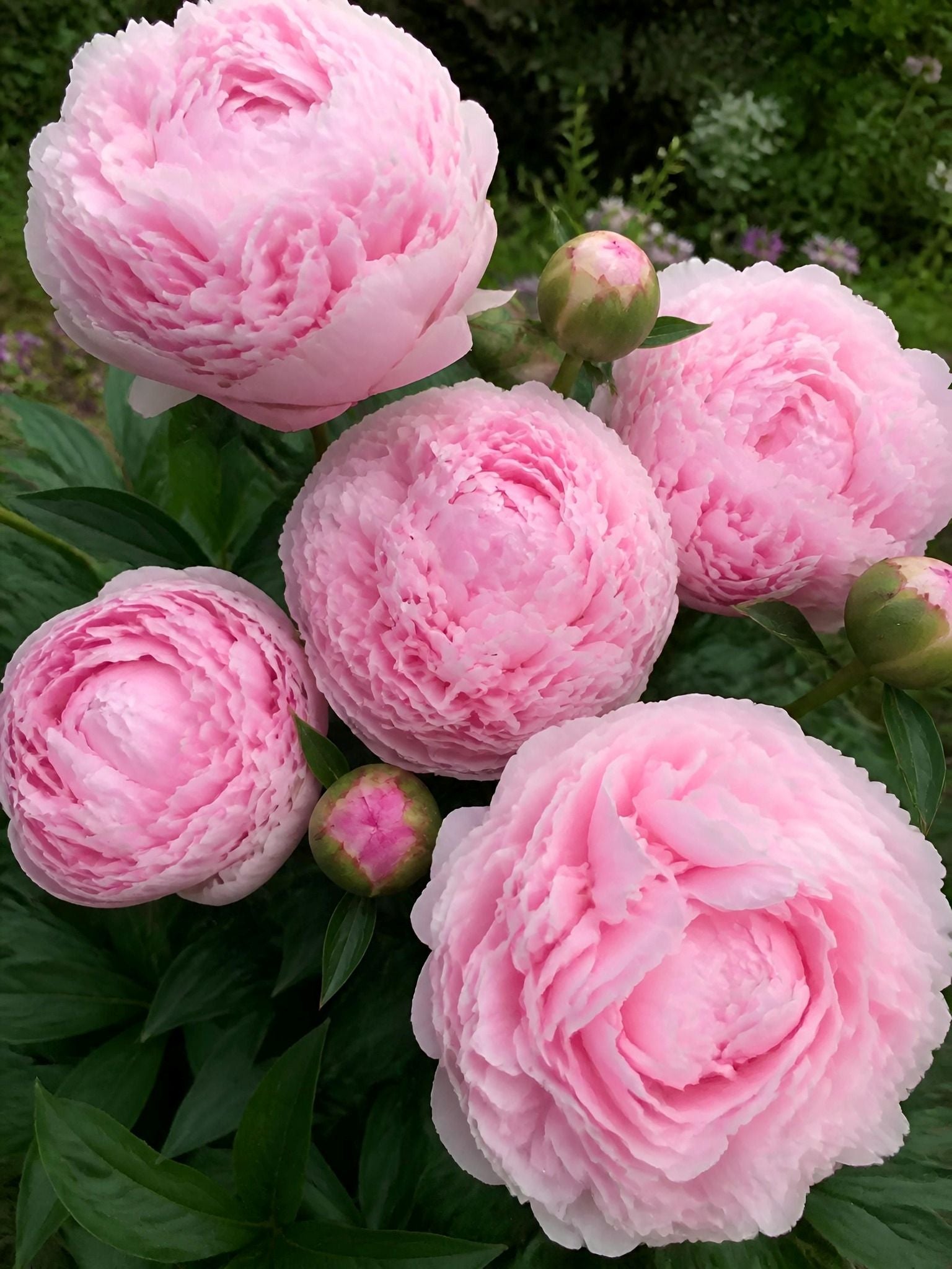 Peony's