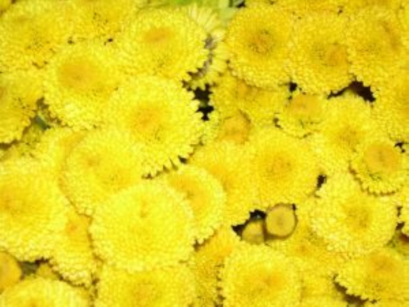 Button Poms ( More Colors) –  North Star Blooms, Roseville MN