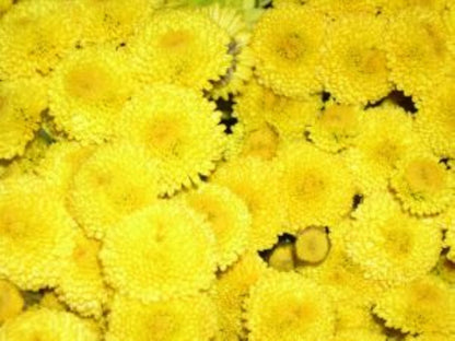 Button Poms ( More Colors) –  North Star Blooms, Roseville MN