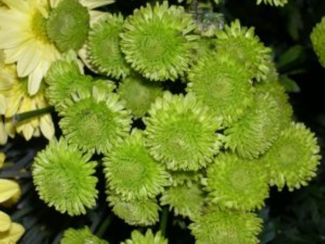 Button Poms ( More Colors) –  North Star Blooms, Roseville MN