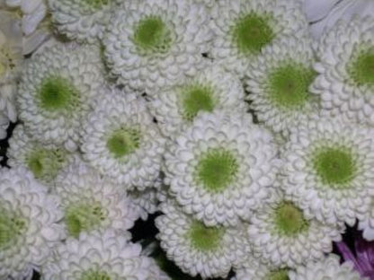 Button Poms ( More Colors) –  North Star Blooms, Roseville MN