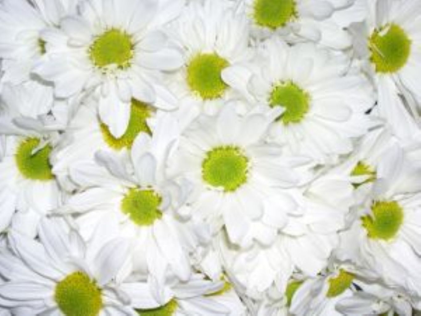 Daisies Poms ( More Colors) –  North Star Blooms, Roseville MN