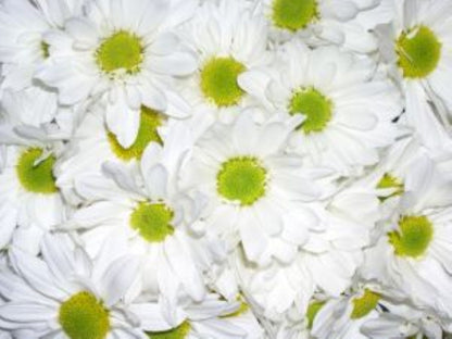 Daisies Poms ( More Colors) –  North Star Blooms, Roseville MN