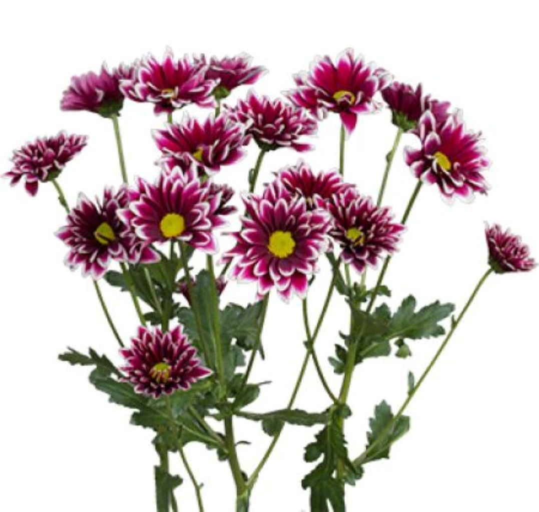 Daisies Poms ( More Colors) –  North Star Blooms, Roseville MN