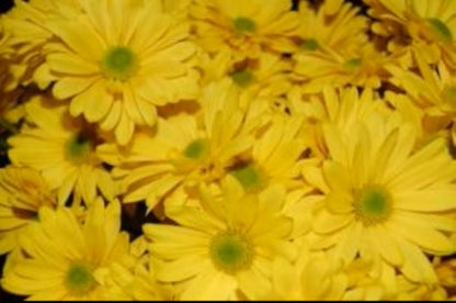 Daisies Poms ( More Colors) –  North Star Blooms, Roseville MN