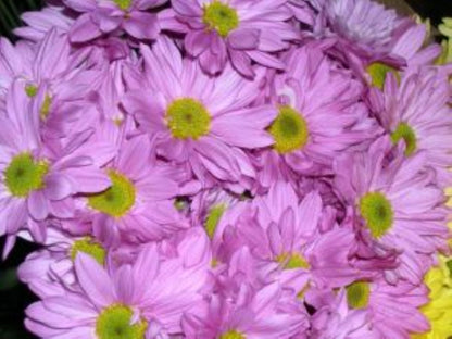 Daisies Poms ( More Colors) –  North Star Blooms, Roseville MN