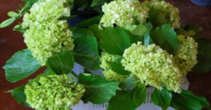 Hydrangea  ( More Colors) –  North Star Blooms, Roseville MN