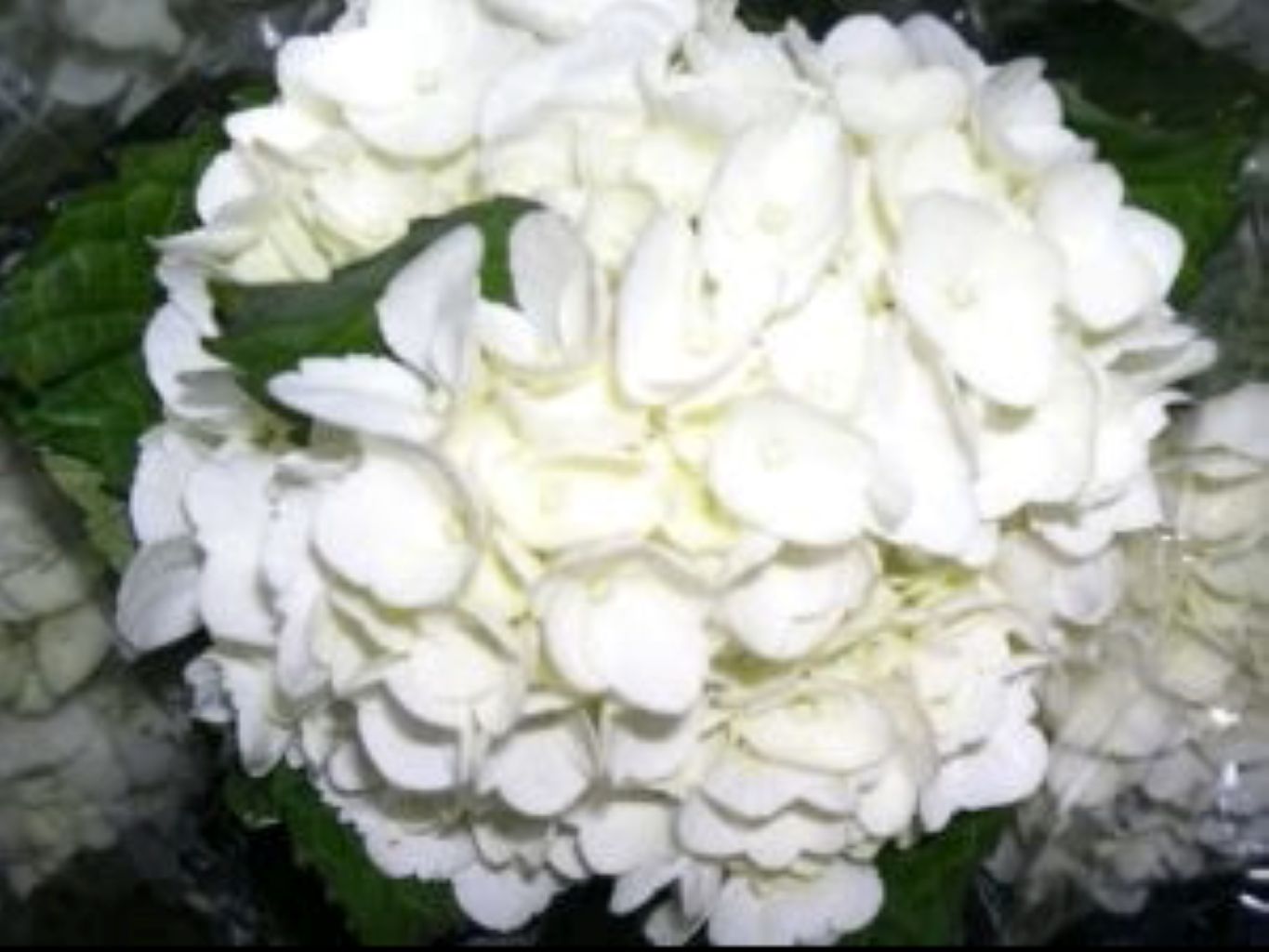 Hydrangea  ( More Colors) –  North Star Blooms, Roseville MN