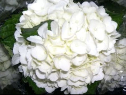 Hydrangea  ( More Colors) –  North Star Blooms, Roseville MN