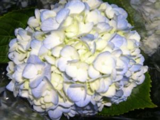 Hydrangea  ( More Colors)