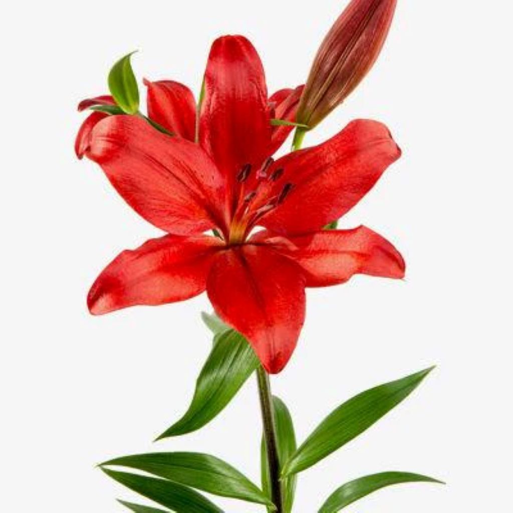 Lily Asiatic  ( More Colors) –  North Star Blooms, Roseville MN