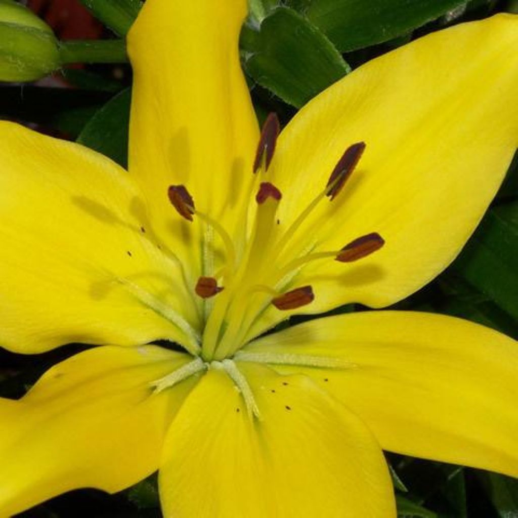 Lily Asiatic  ( More Colors) –  North Star Blooms, Roseville MN