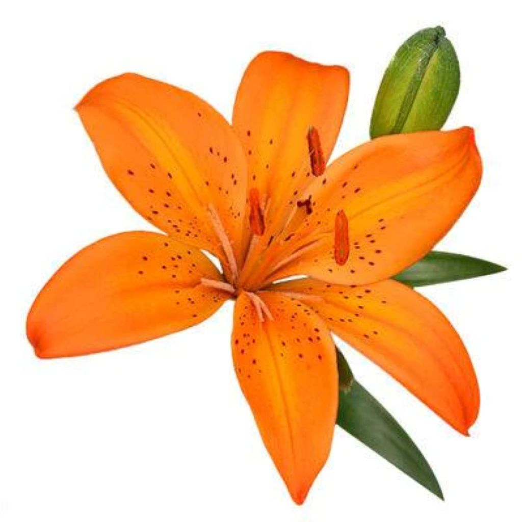 Lily Asiatic  ( More Colors) –  North Star Blooms, Roseville MN