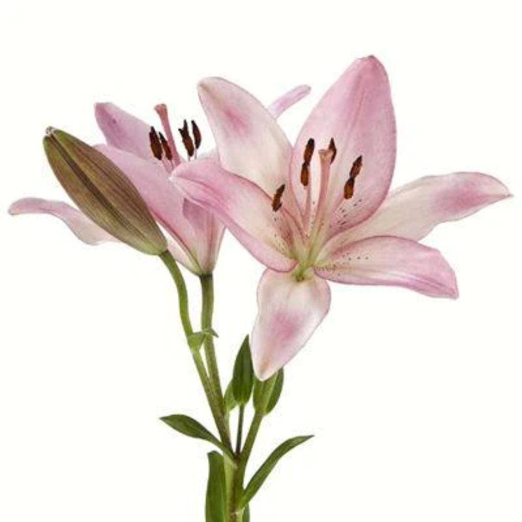 Lily Asiatic  ( More Colors) –  North Star Blooms, Roseville MN