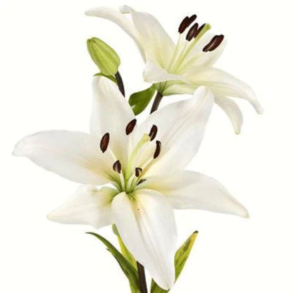 Lily Asiatic  ( More Colors) –  North Star Blooms, Roseville MN