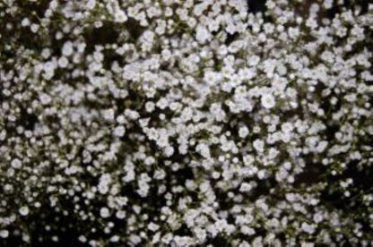 Babies Breath –  North Star Blooms, Roseville MN