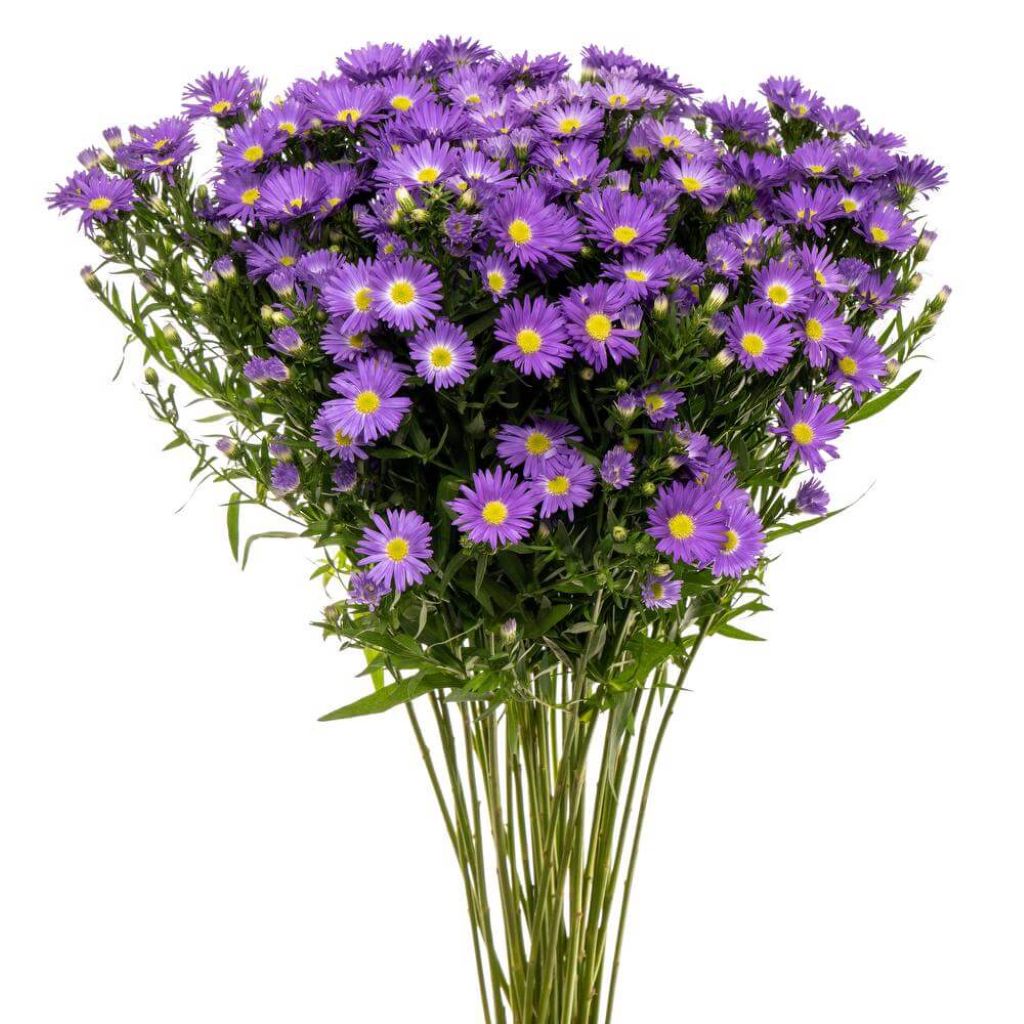 Aster Monte Casino  ( More Colors) –  North Star Blooms, Roseville MN