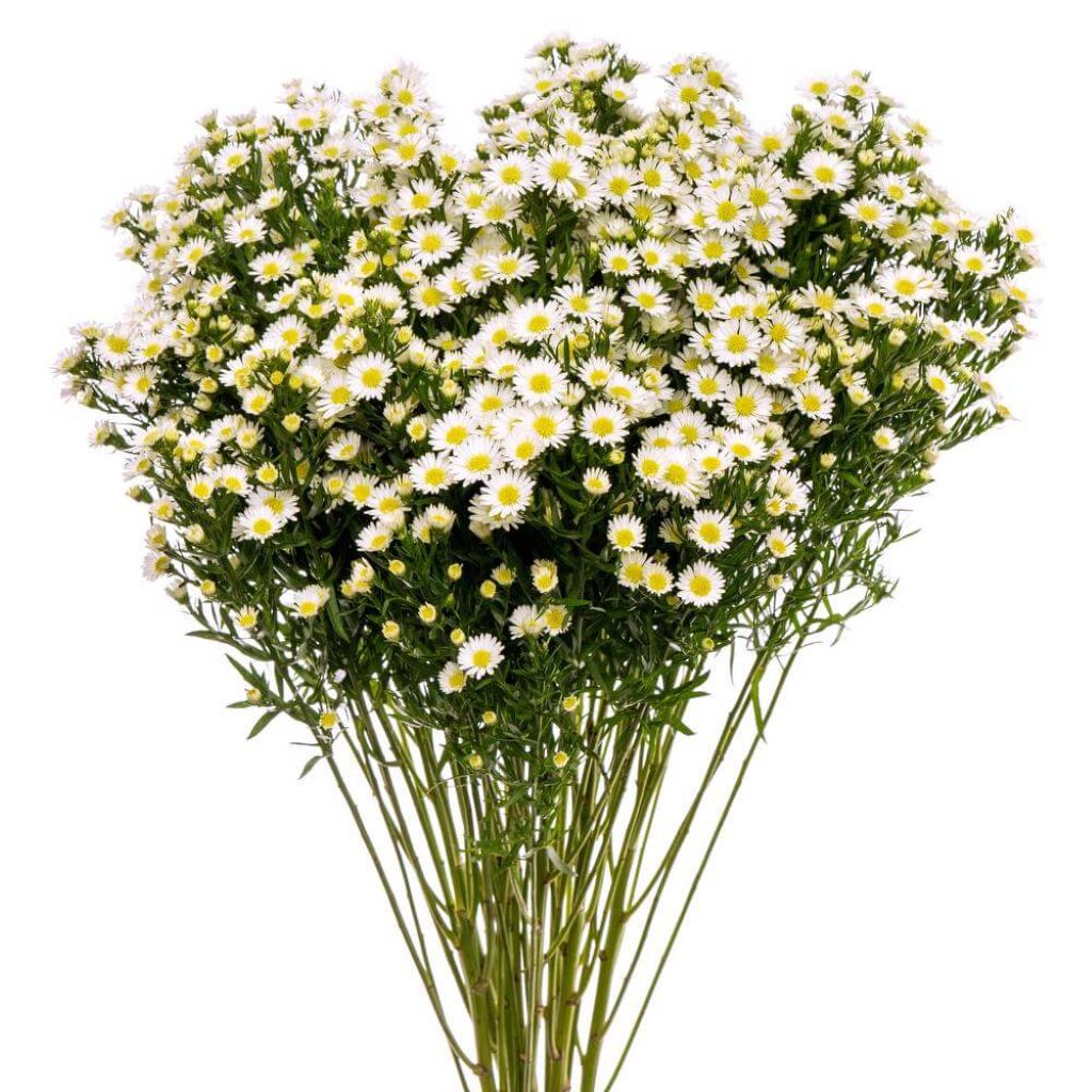 Aster Monte Casino  ( More Colors) –  North Star Blooms, Roseville MN