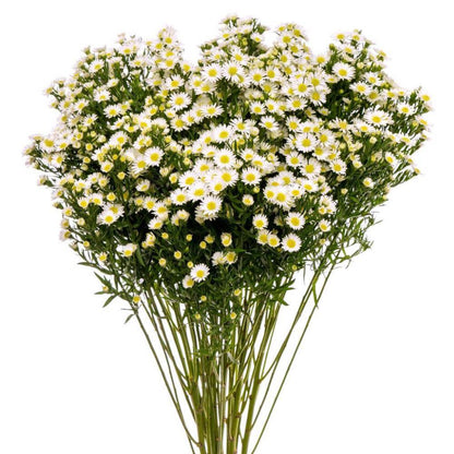 Aster Monte Casino  ( More Colors) –  North Star Blooms, Roseville MN