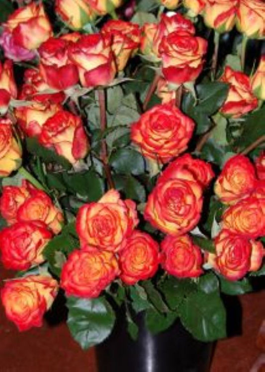 Rose Orange Yellow Bi Color