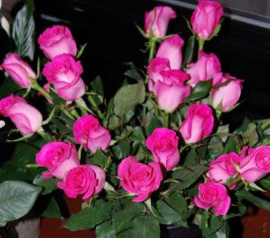 Roses Hot Pink