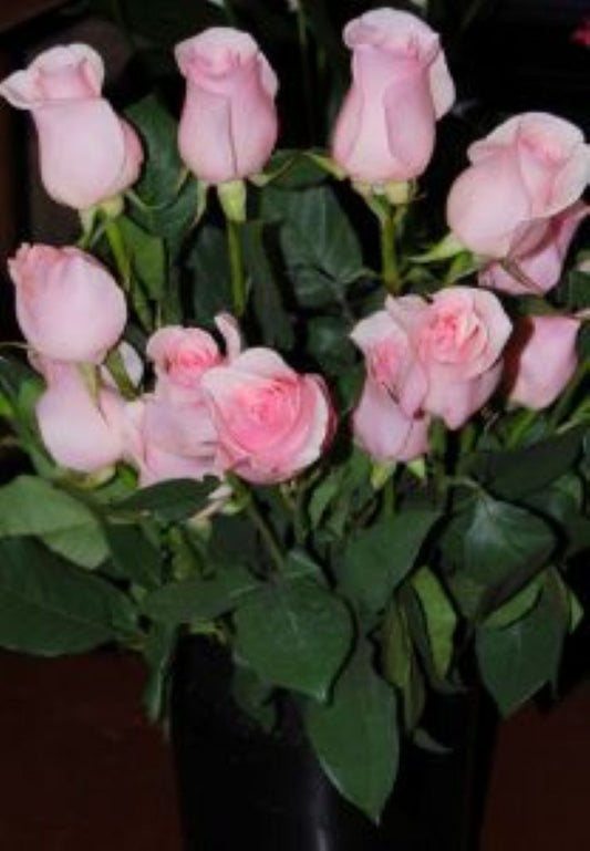 Rose Pale Pink