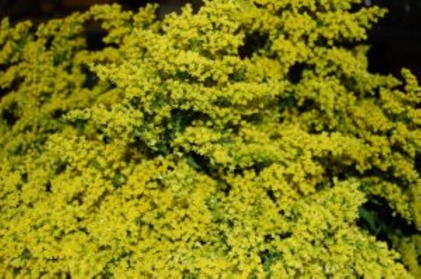 Solidago Bunch