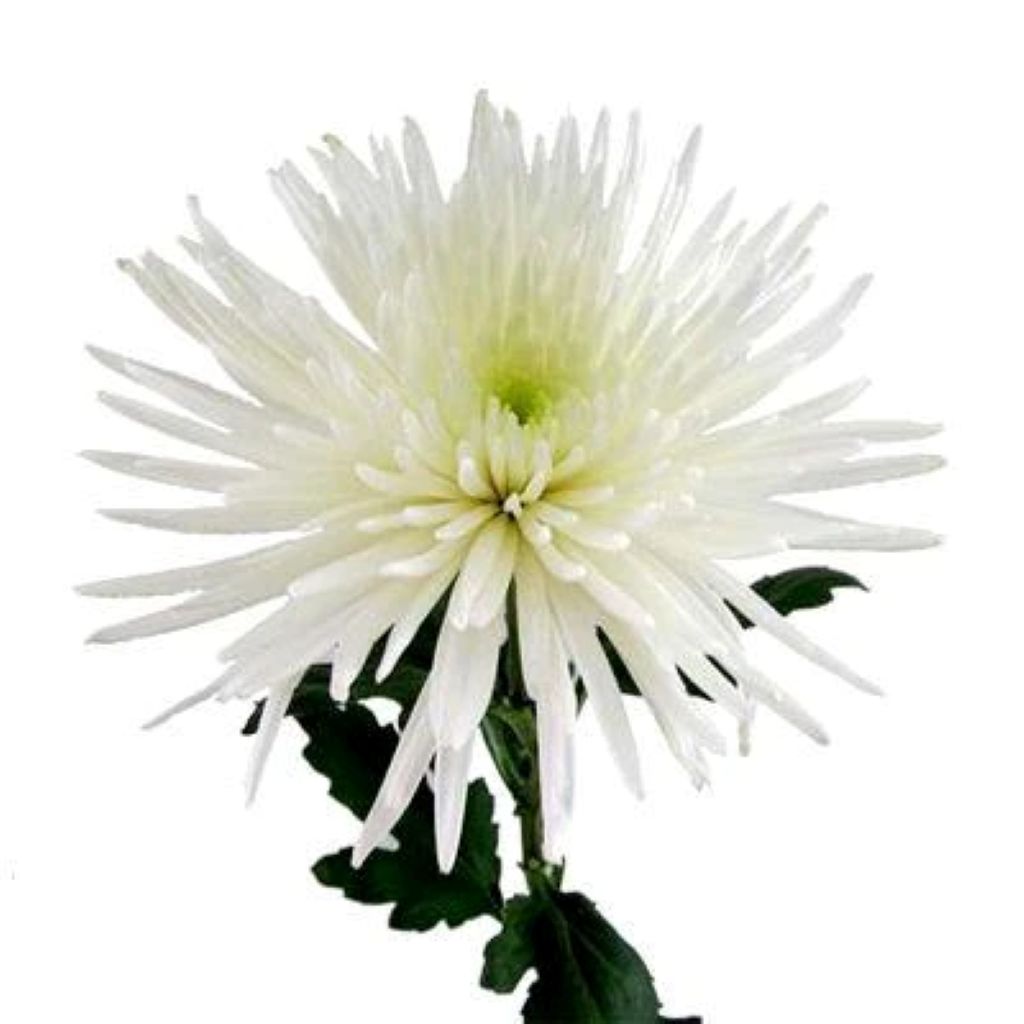 Spider Mums  ( More Colors) –  North Star Blooms, Roseville MN