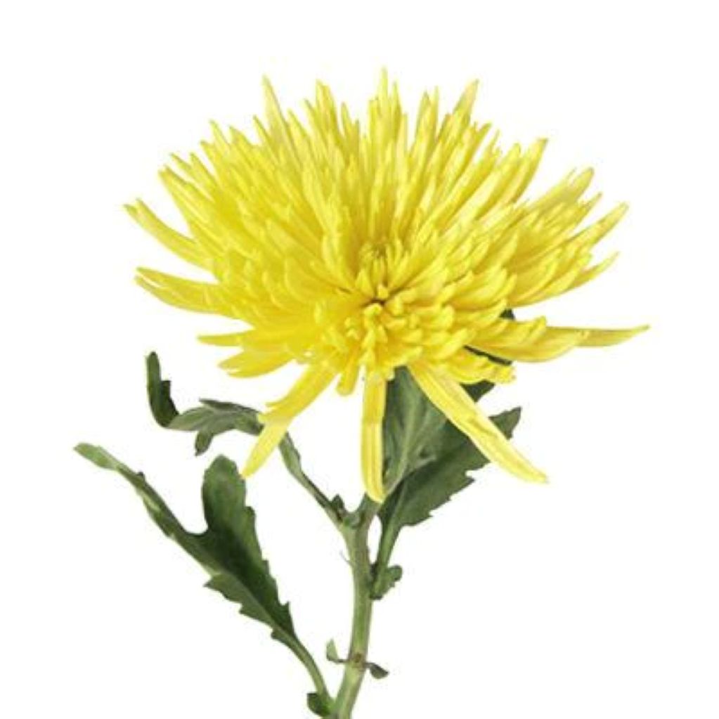 Spider Mums  ( More Colors) –  North Star Blooms, Roseville MN