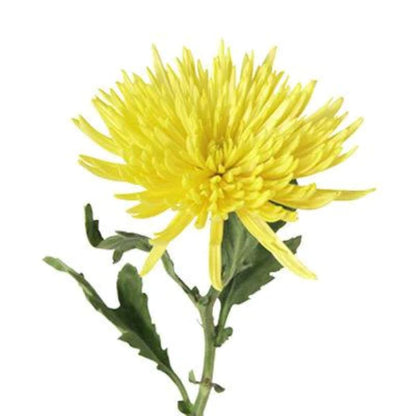Spider Mums  ( More Colors) –  North Star Blooms, Roseville MN