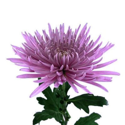 Spider Mums  ( More Colors) –  North Star Blooms, Roseville MN