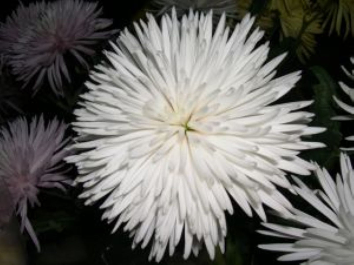 Spider White 10 stem bunch