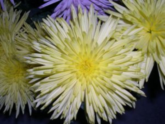 Spider Yellow 10 stem bunch