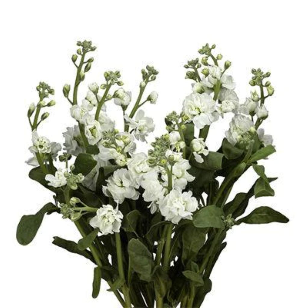 Stock  ( More Colors ) –  North Star Blooms, Roseville MN
