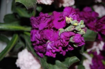 Stock  ( More Colors ) –  North Star Blooms, Roseville MN