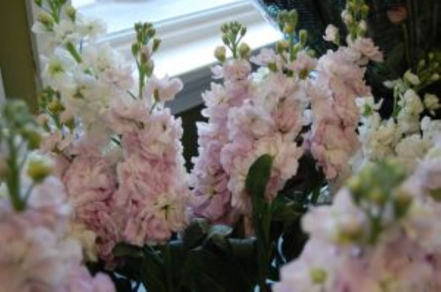 Stock Pink