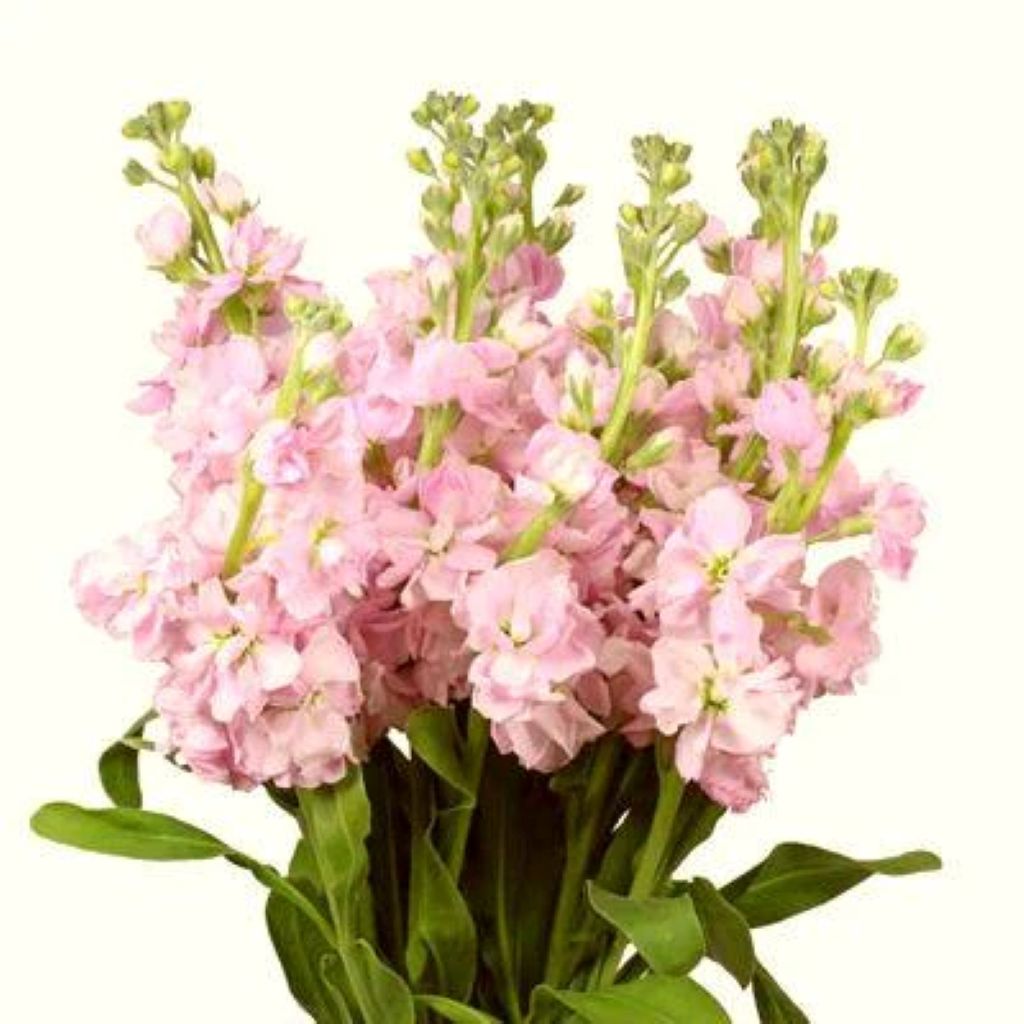 Stock  ( More Colors ) –  North Star Blooms, Roseville MN