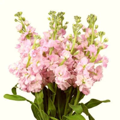 Stock  ( More Colors ) –  North Star Blooms, Roseville MN