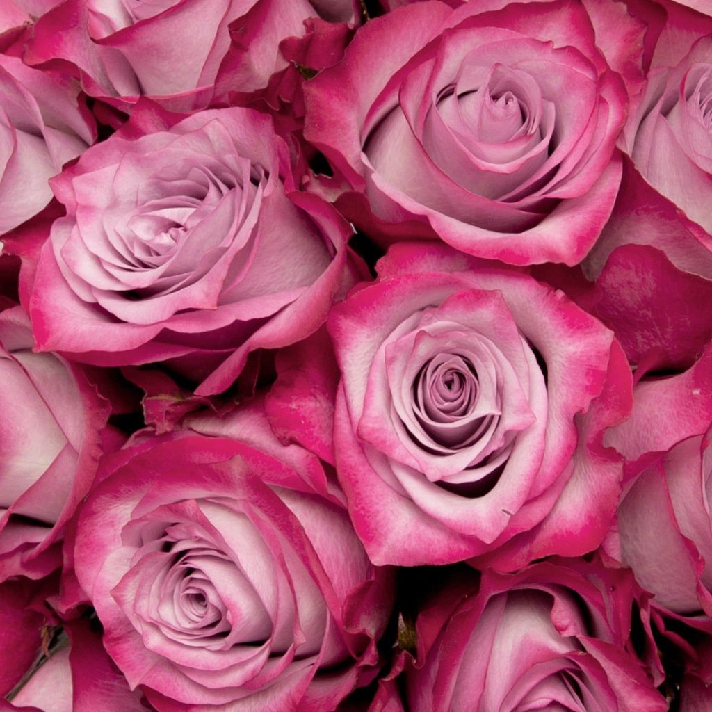 Roses  ( More Colors ) –  North Star Blooms, Roseville MN