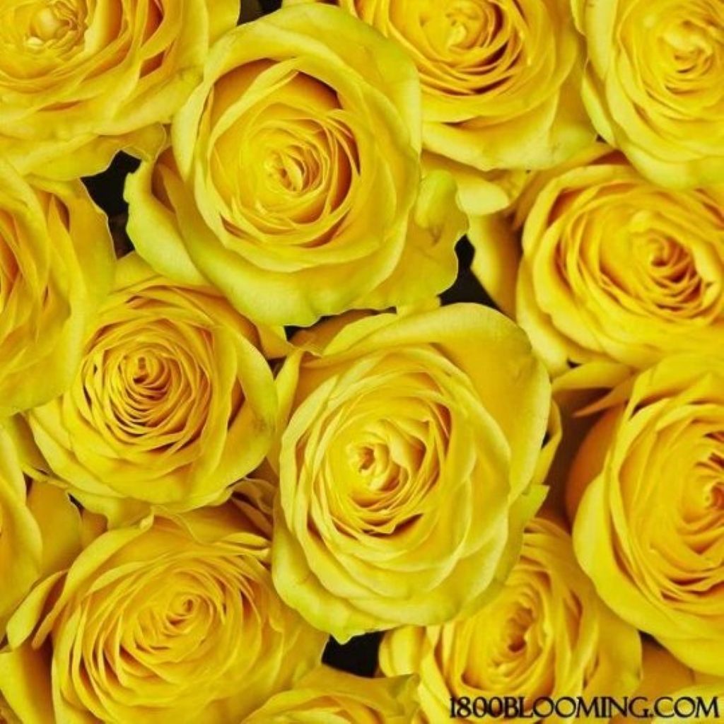 Roses  ( More Colors ) –  North Star Blooms, Roseville MN