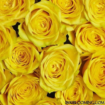 Roses  ( More Colors ) –  North Star Blooms, Roseville MN