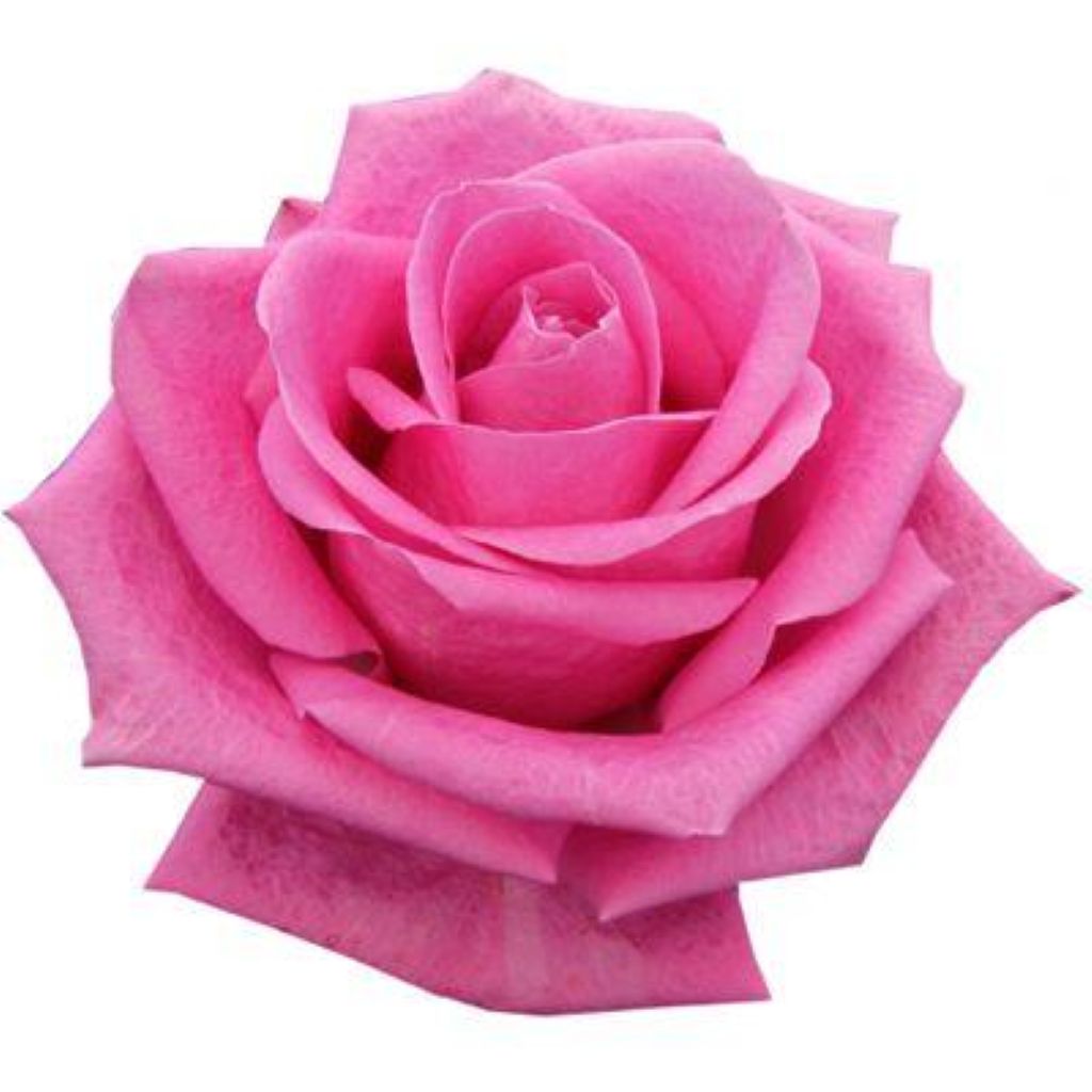 Roses  ( More Colors ) –  North Star Blooms, Roseville MN